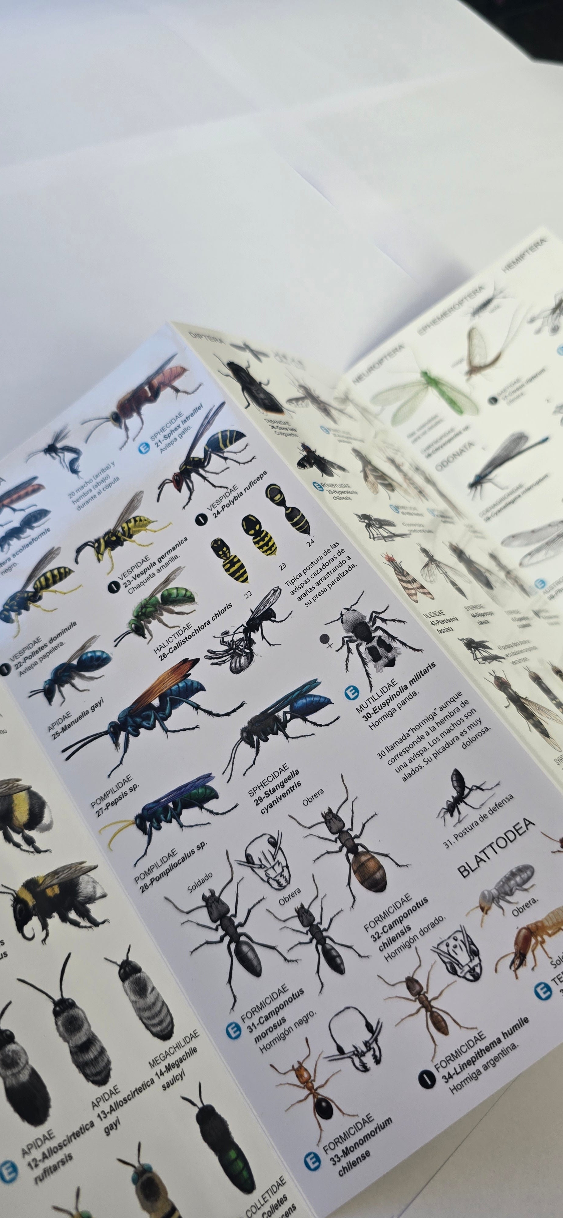 Guia insectos de Chile