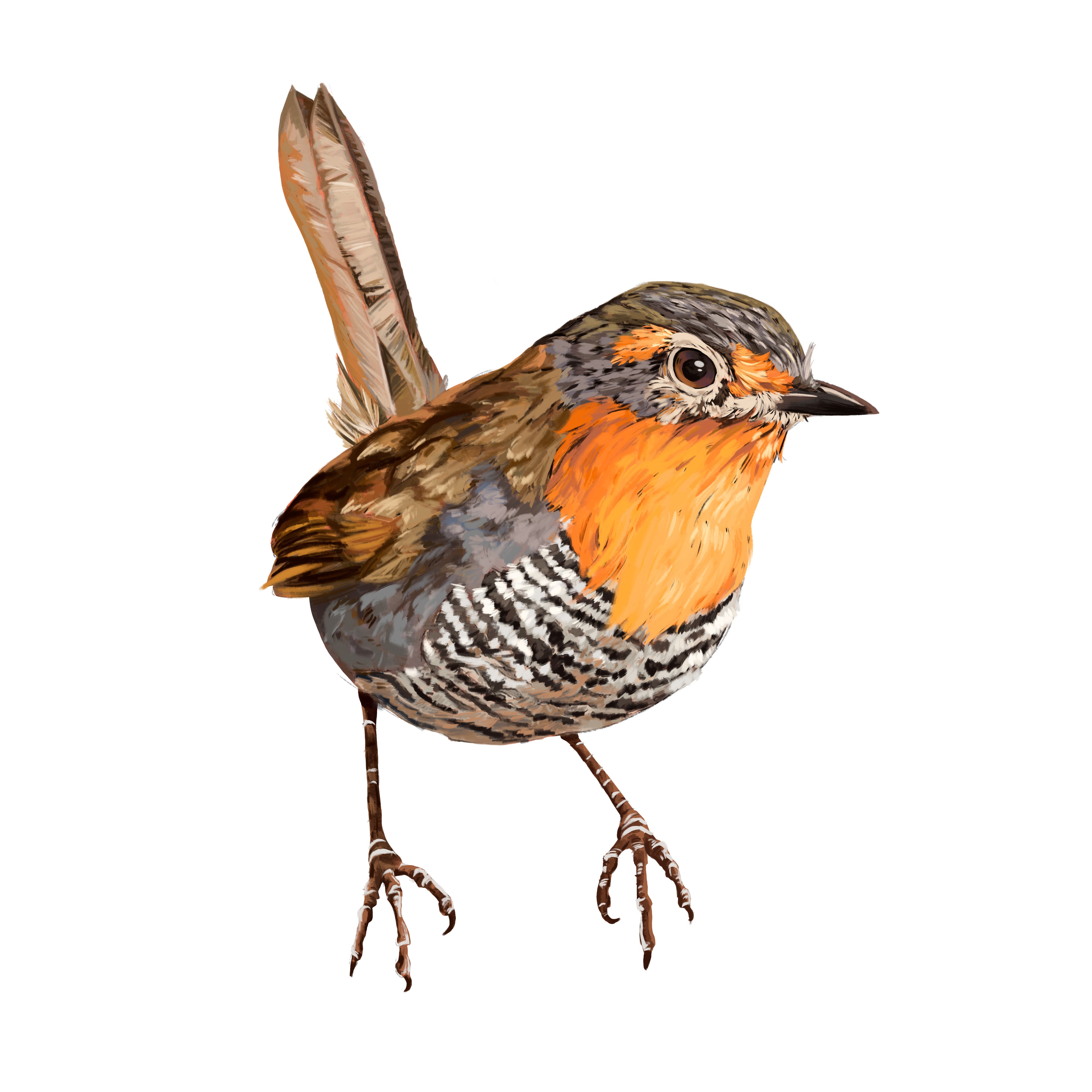 AVES
