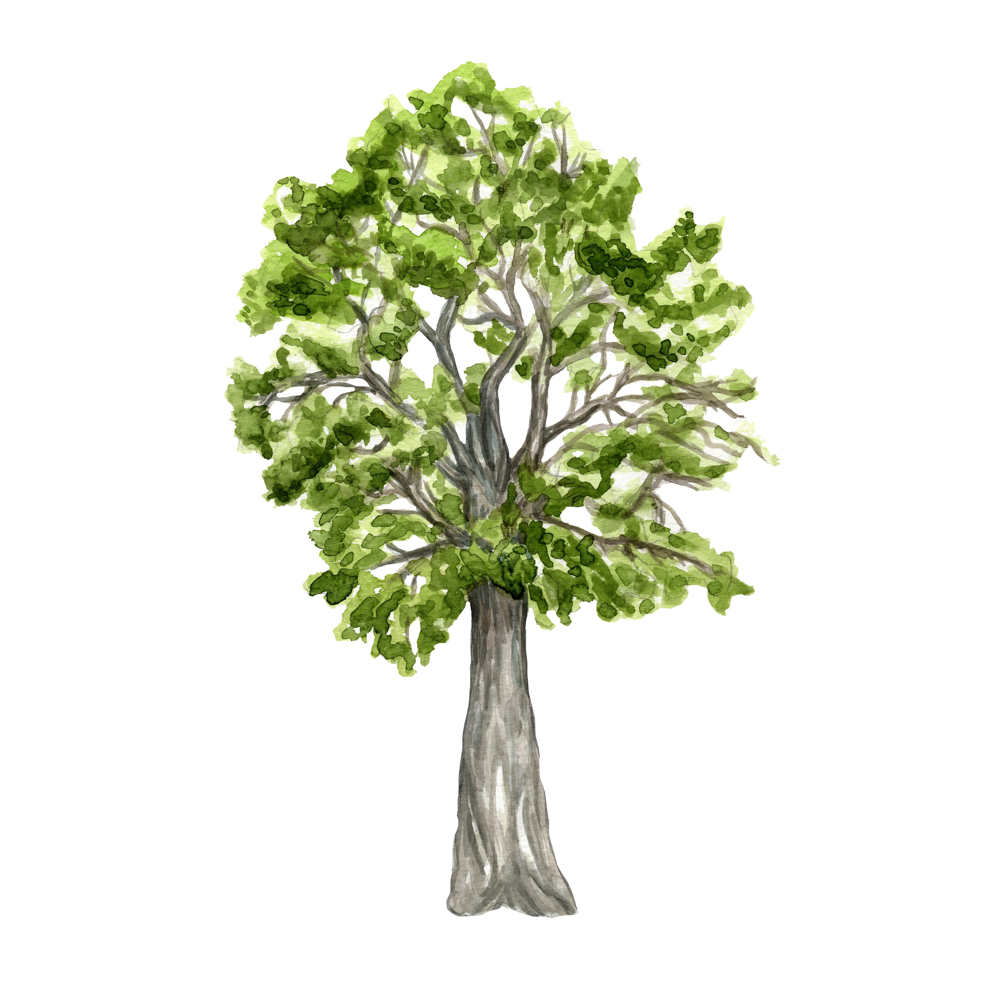 FLORA