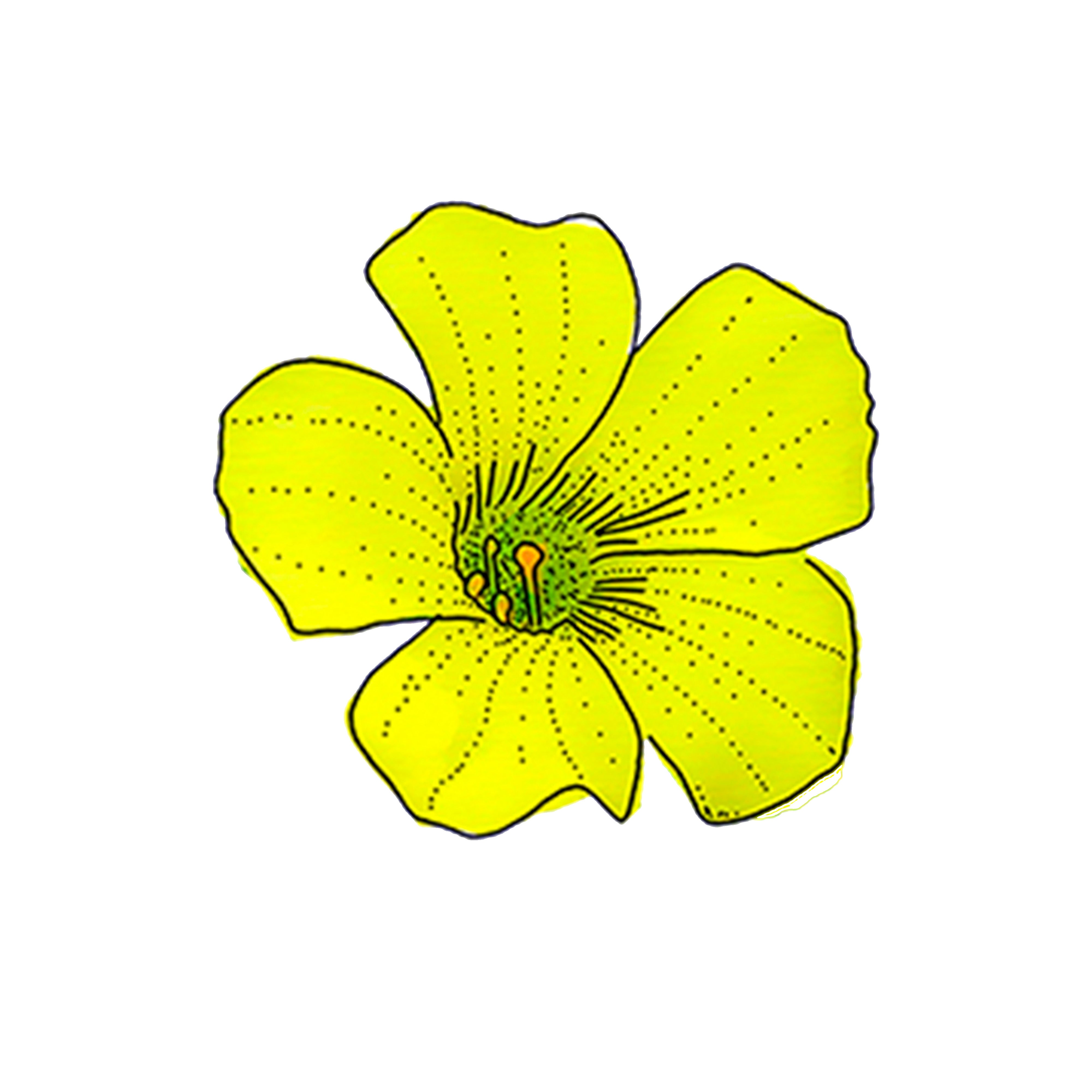FLORES
