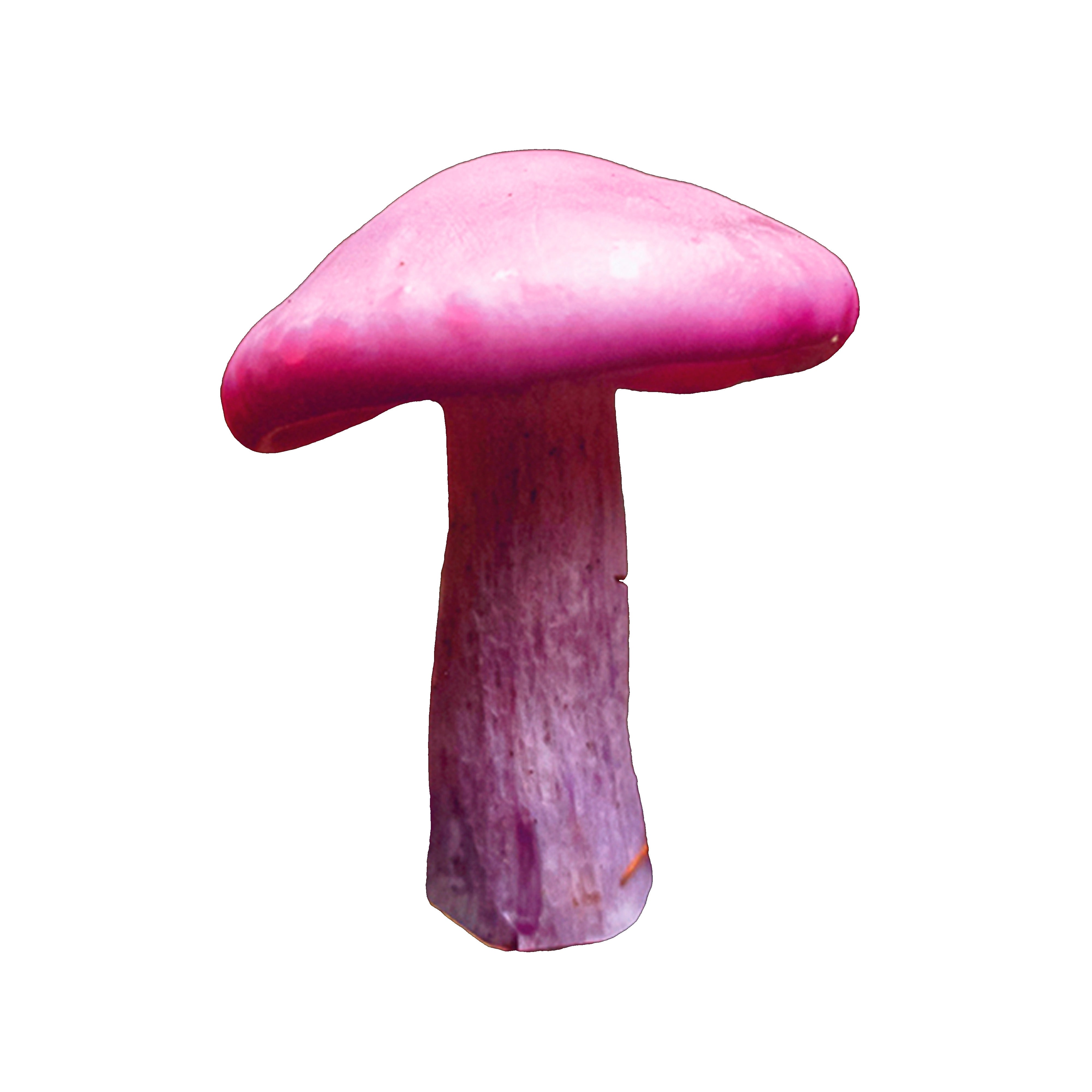 FUNGA