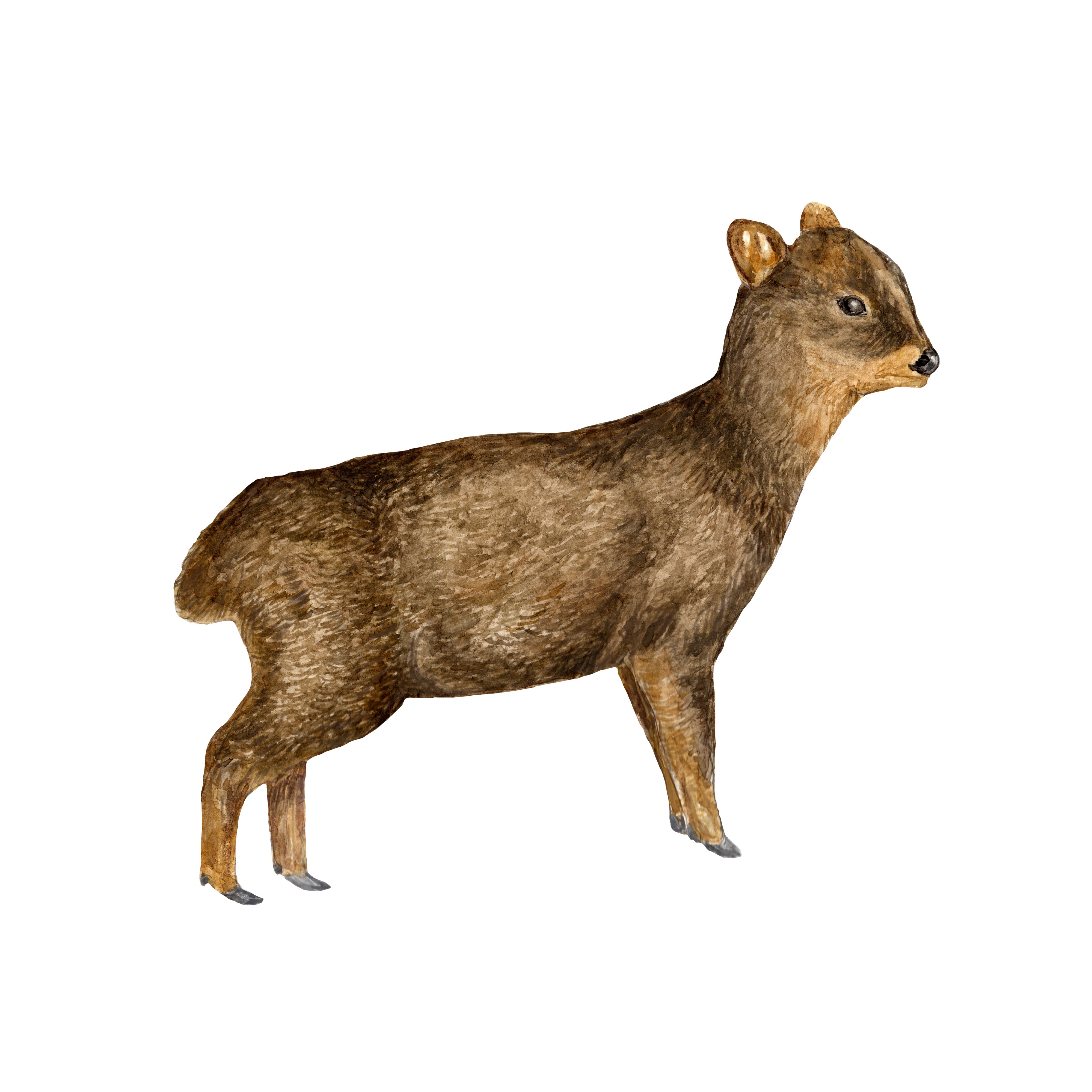 FAUNA