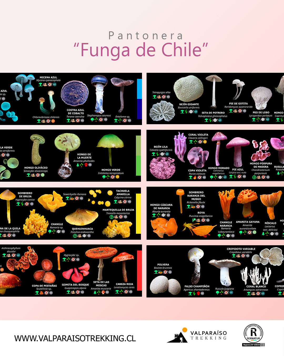 Pantonera FUNGA DE CHILE (180 especies a todo color)
