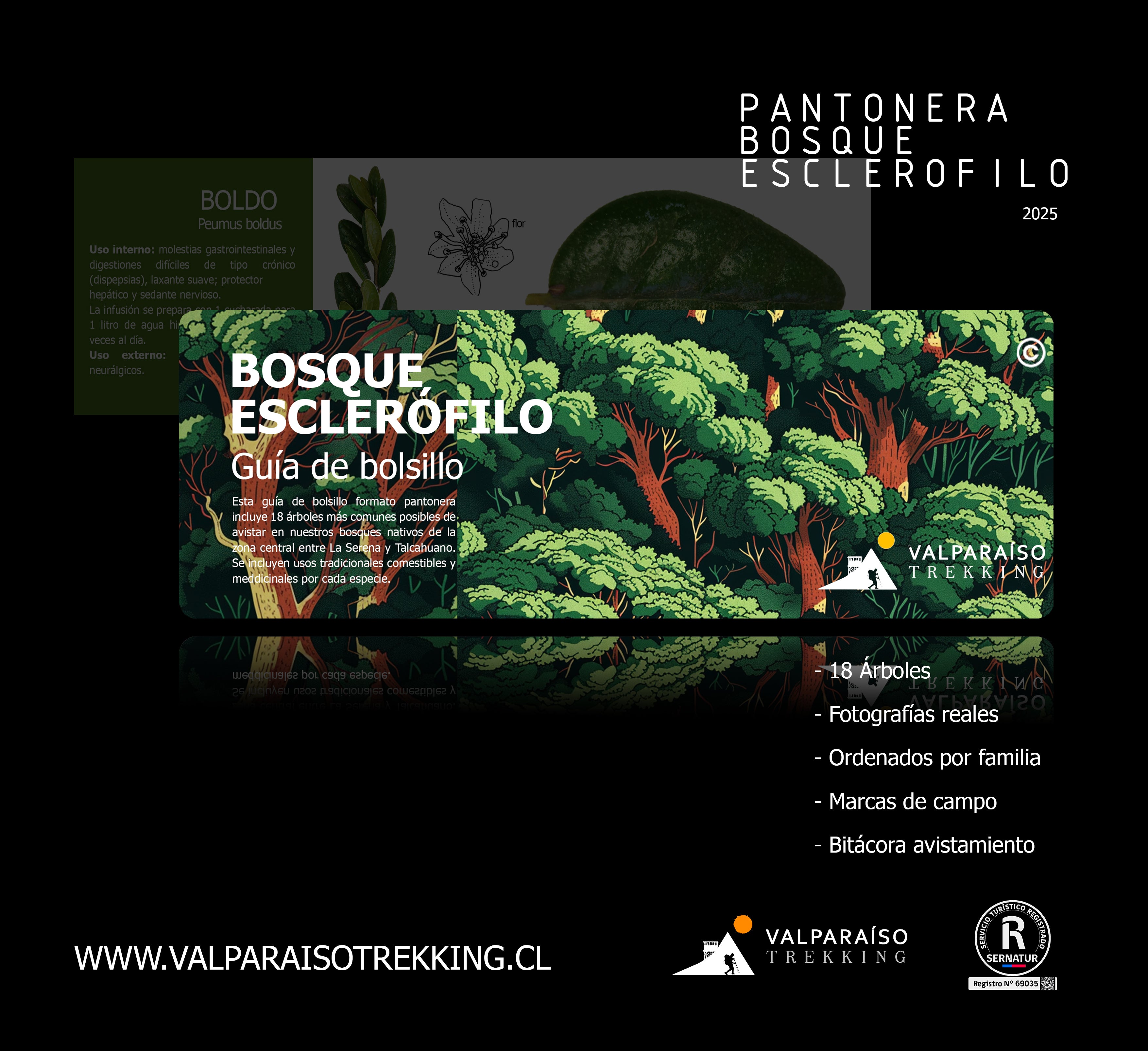 Pantonera de Bosque Esclerófilo