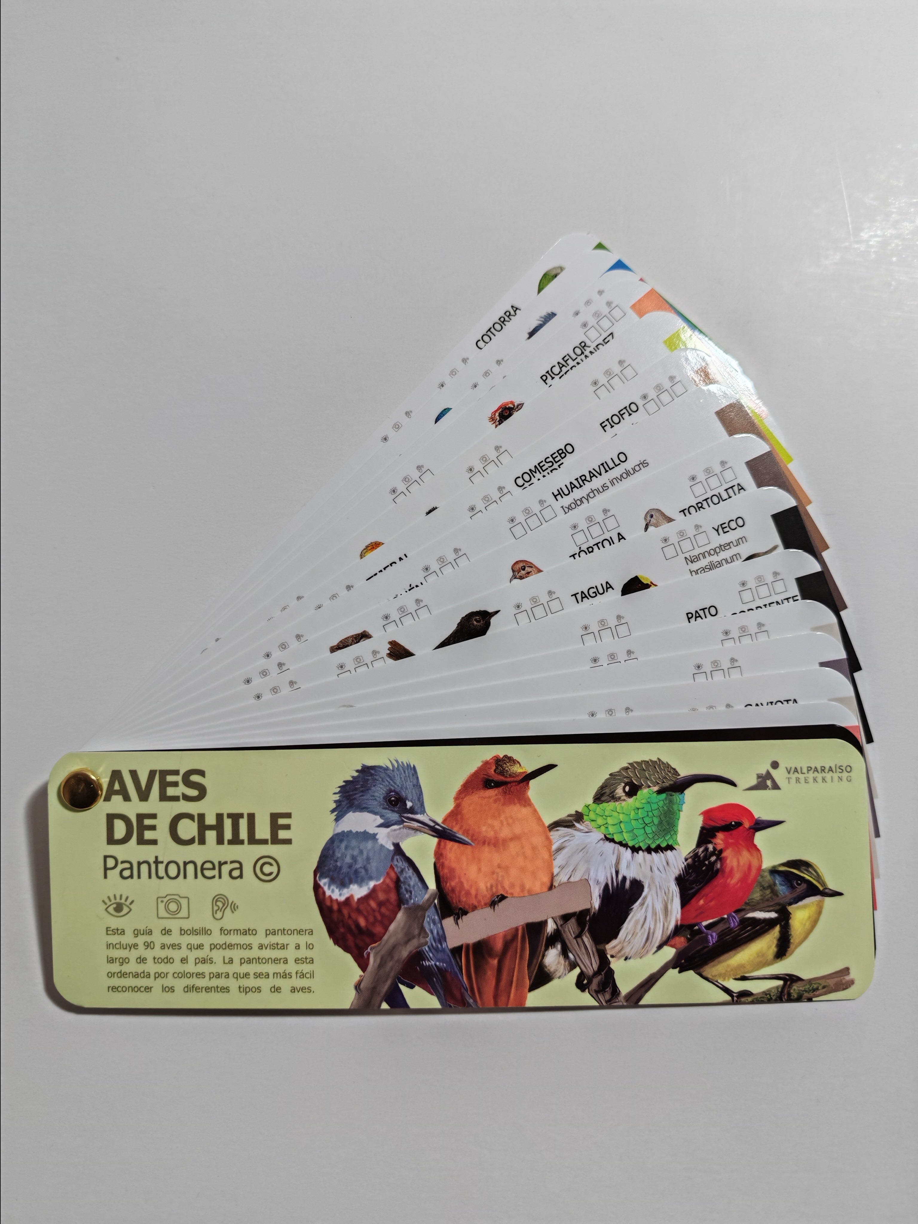 OUTLET 1°EDICION PANTONERA DE AVES