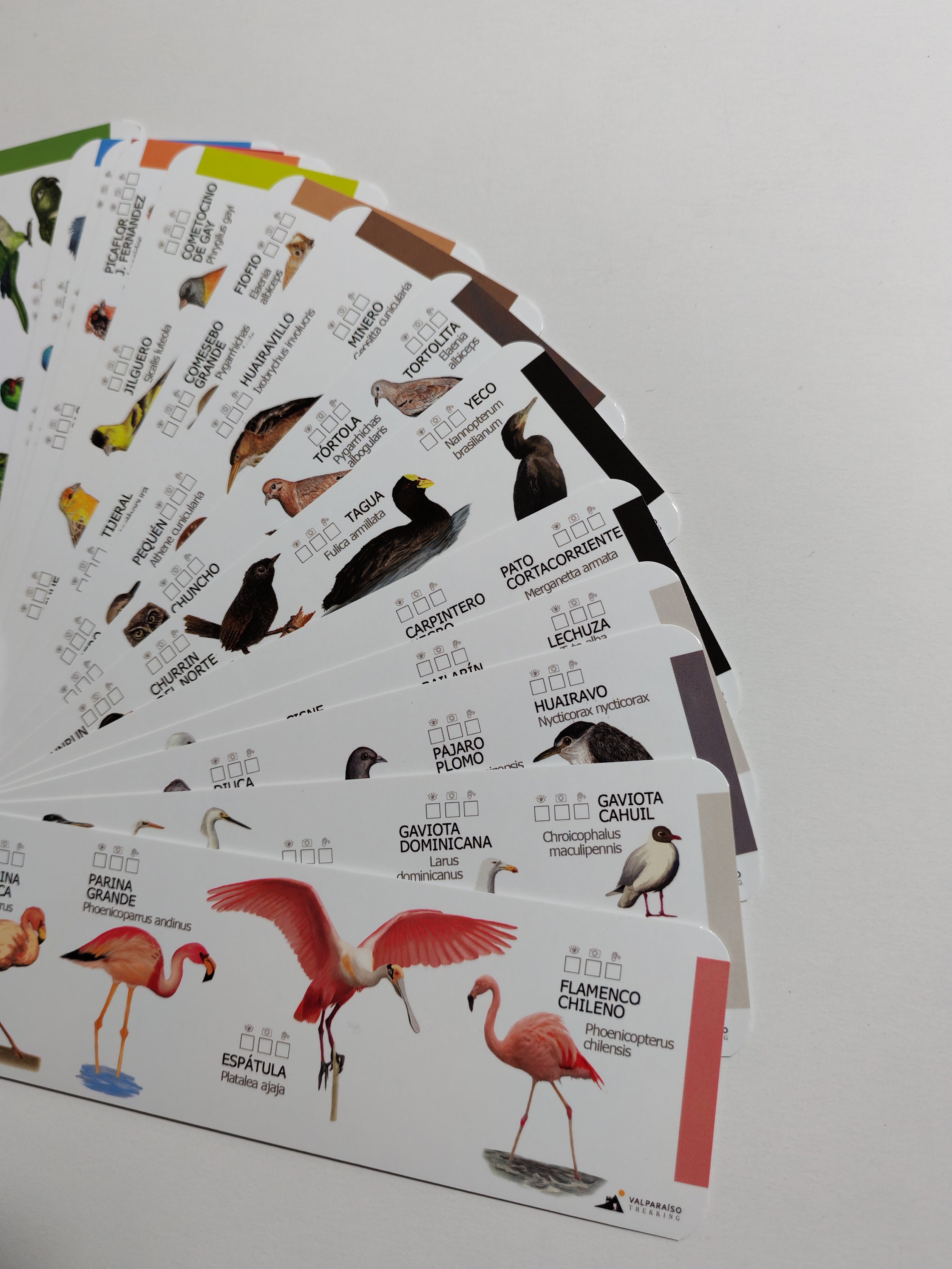 OUTLET 1°EDICION PANTONERA DE AVES