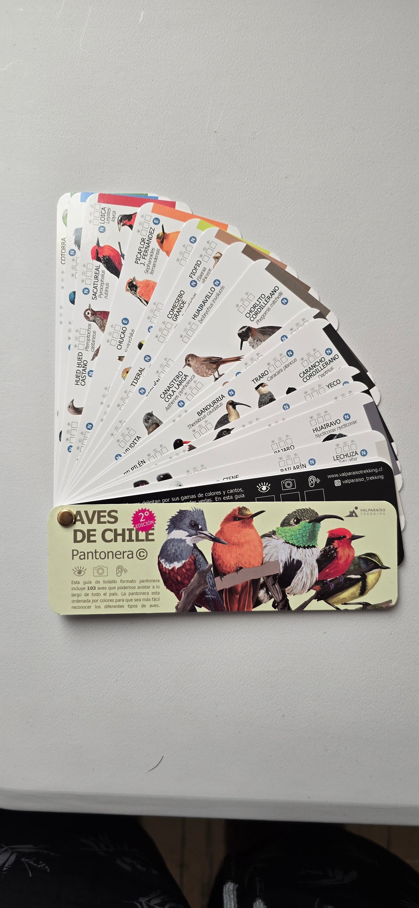 Pack observador de aves