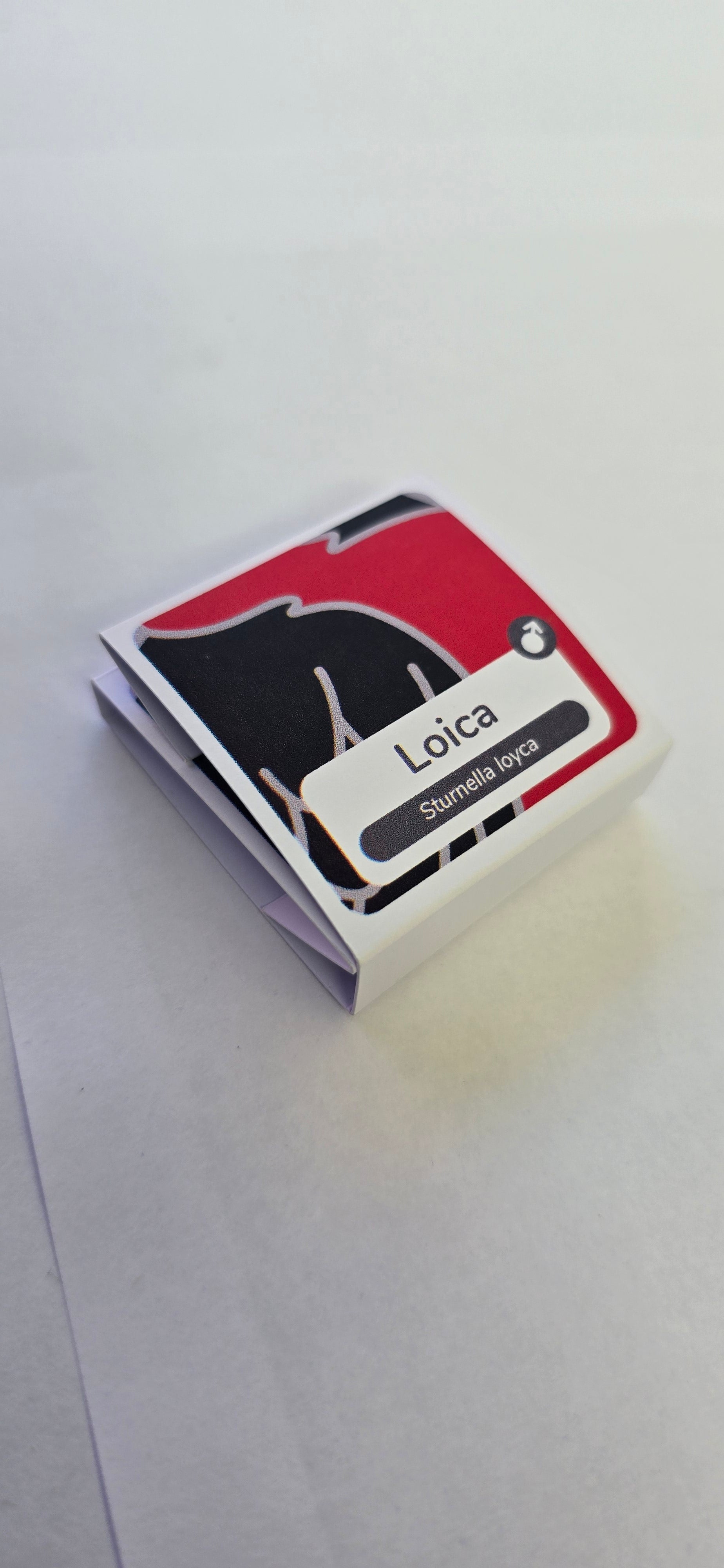 Pin Loica