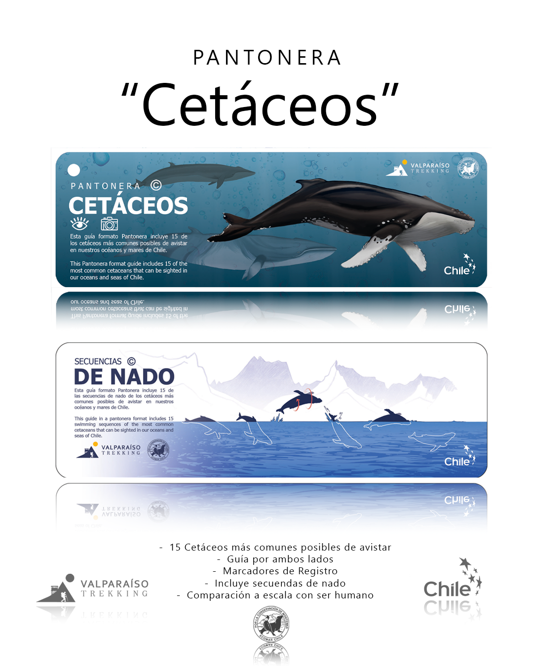 Pantonera de Cetáceos Primera Edición