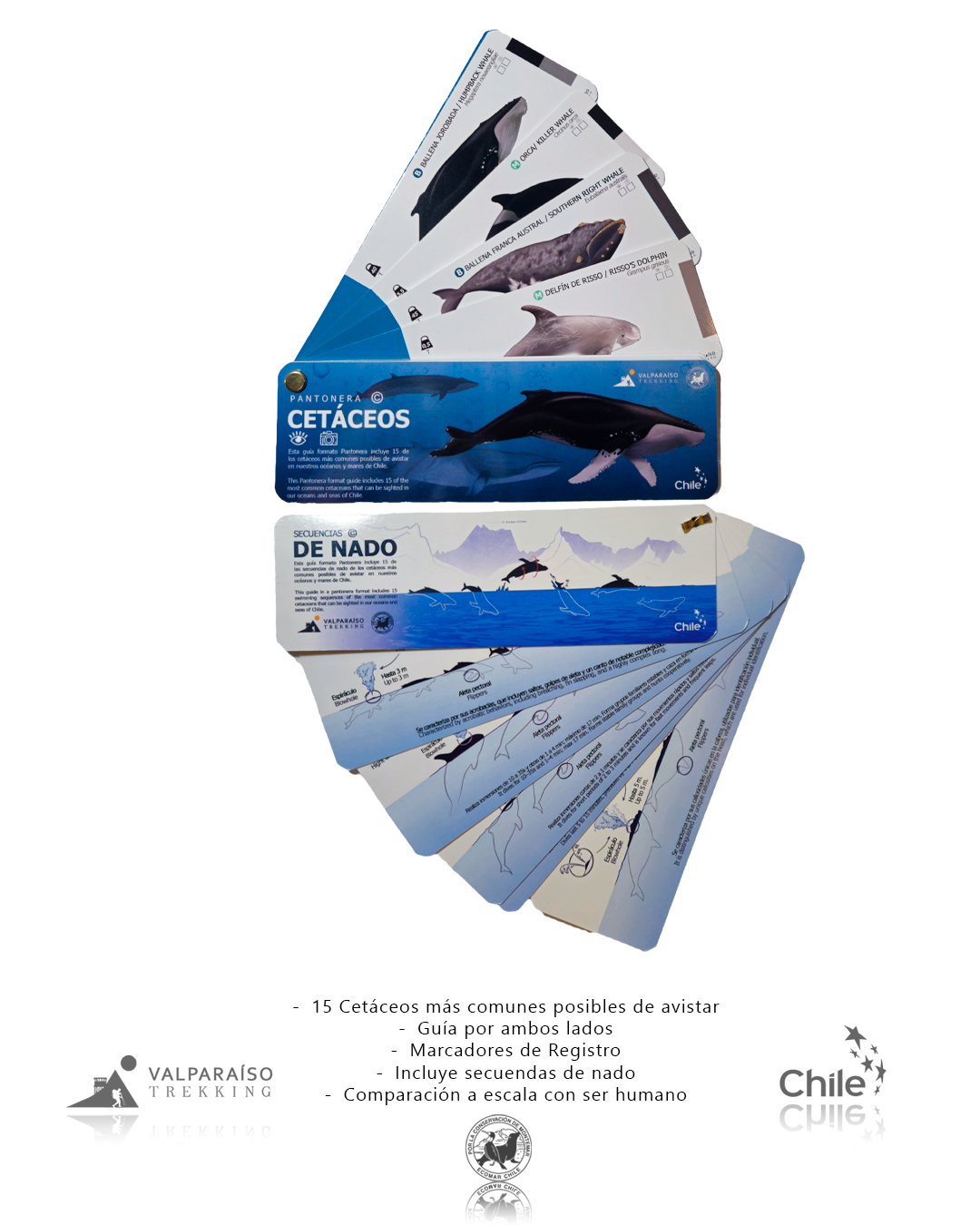 Pantonera de Cetáceos Primera Edición