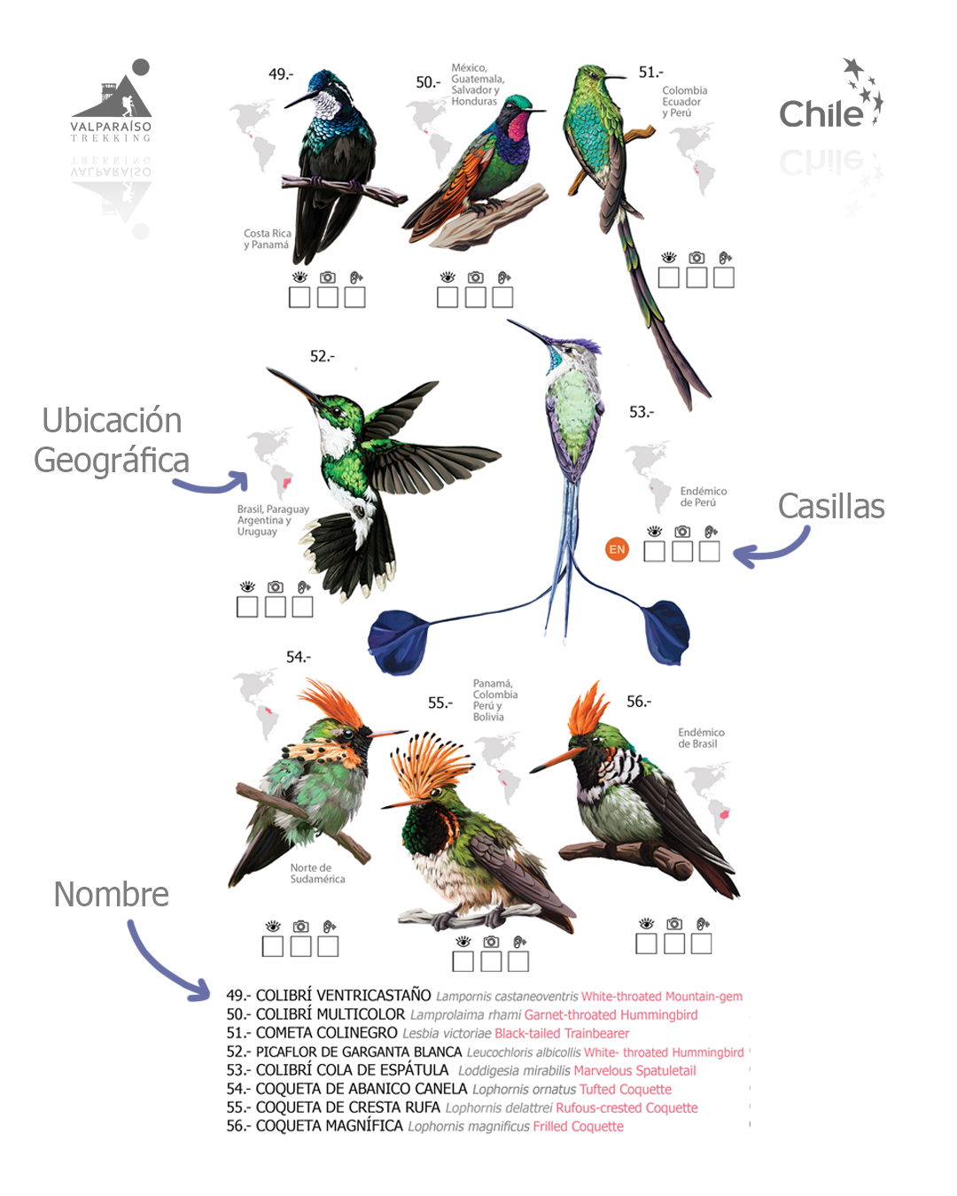 Guía 100 Picaflores Más hermosos del mundo