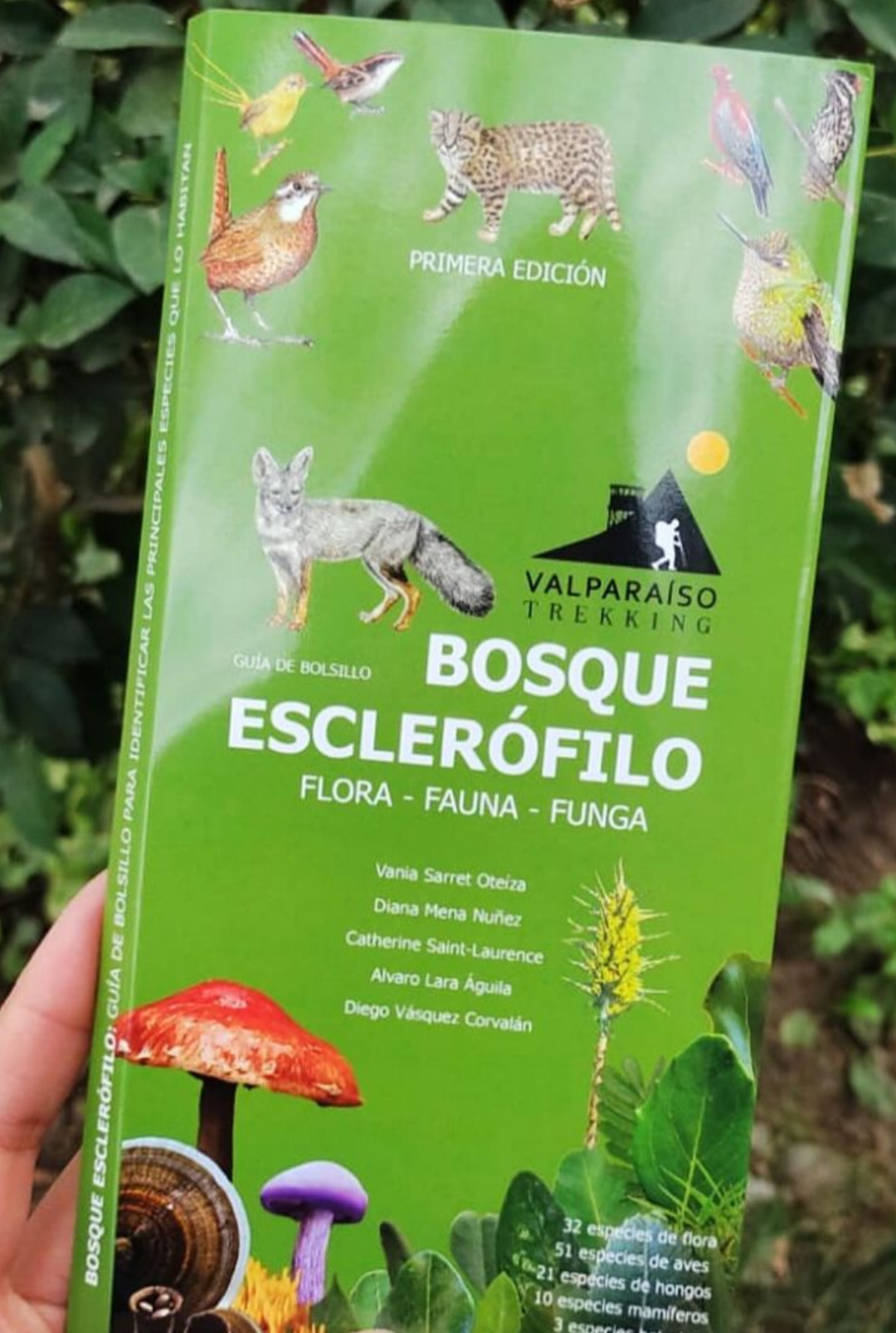 Guía de bosque esclerófilo