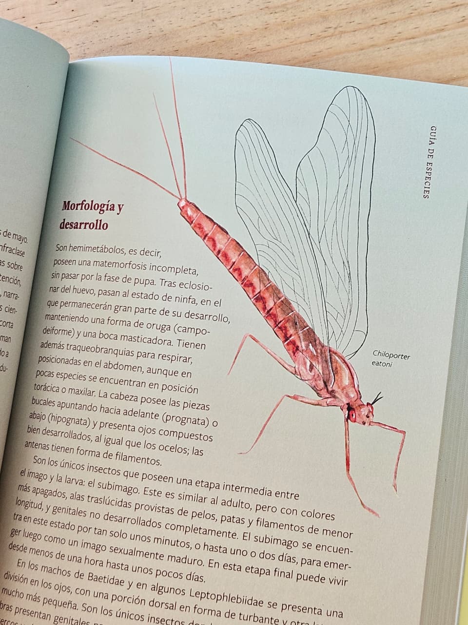 Insectos de Chile