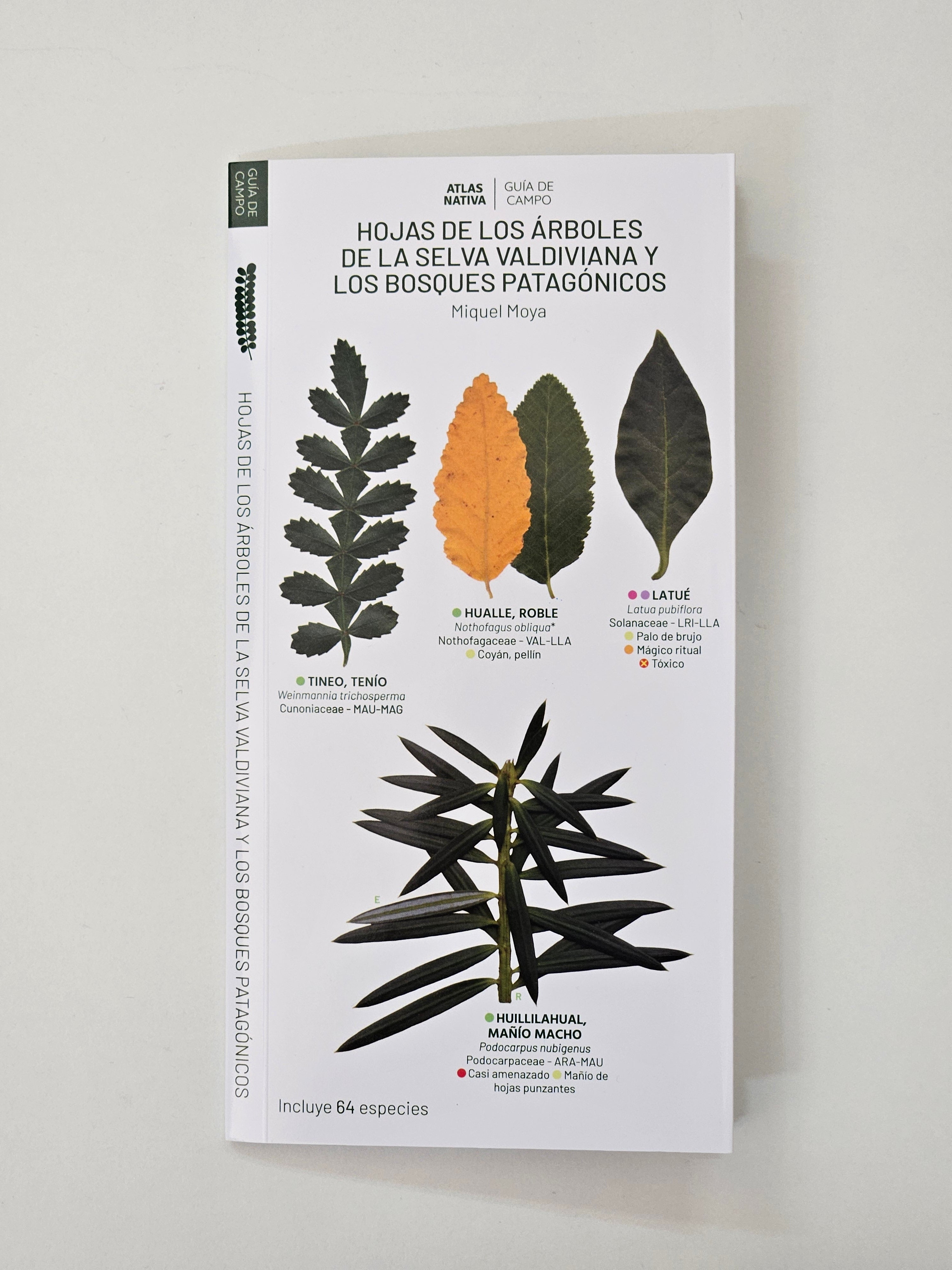 Hojas de los arboles de la selva valdiviana y los bosques patagonicos